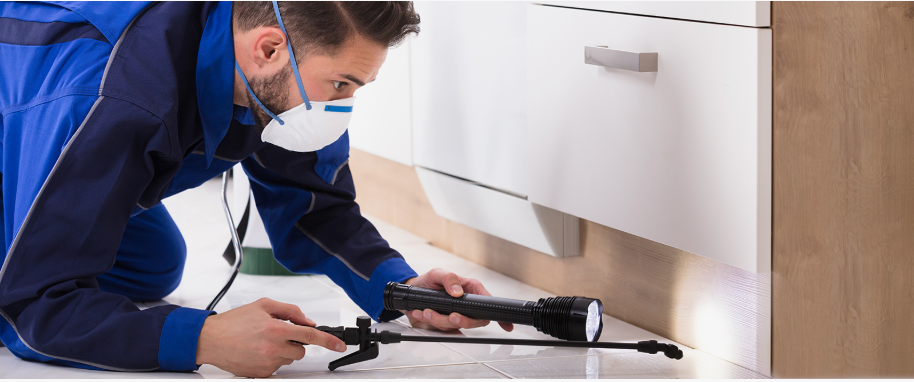Lake Jackson pest xpert removal